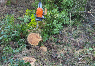 Holzfällarbeiten